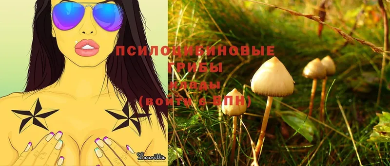 Псилоцибиновые грибы Psilocybine cubensis  ОМГ ОМГ ONION  Выкса 